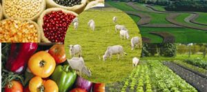 Granturi Agroalimentar